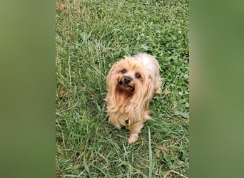 Reni, superliebe Yorkshire Terrier geb. 04/2017