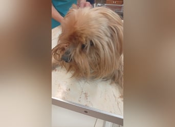 Reni, superliebe Yorkshire Terrier geb. 04/2017