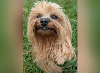 Reni, superliebe Yorkshire Terrier geb. 04/2017