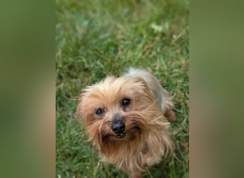 Reni, superliebe Yorkshire Terrier geb. 04/2017