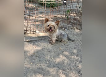 Szofi, süße Yorkshire Terrier geb. 07/2019