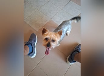 Szofi, süße Yorkshire Terrier geb. 07/2019