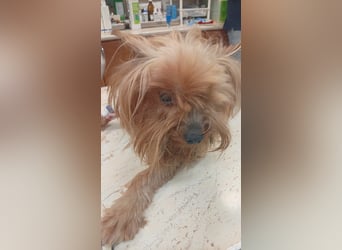 Reni, superliebe Yorkshire Terrier geb. 04/2017