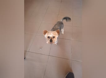 Szofi, süße Yorkshire Terrier geb. 07/2019