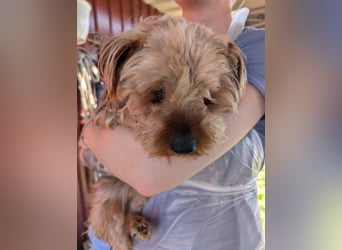 Bercike, süßer, kleiner Yorkshire Terrier geb. 04/2021
