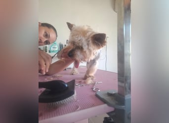 Szofi, süße Yorkshire Terrier geb. 07/2019