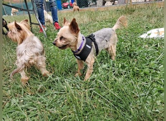Masni. liebenswerte Yorkshire Terrier Hündin geb.04/2017