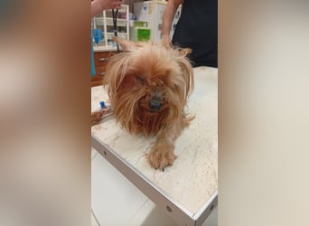 Reni, superliebe Yorkshire Terrier geb. 04/2017