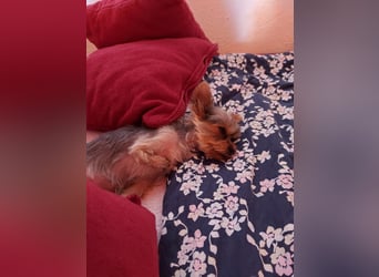 Nyuszi, fröhliche, ganz besondere Yorshire Terrier Welpin geb. 03/2026