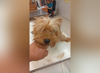 Cserep, süße Yorkshire Terrier Hündin geb. 06/2019