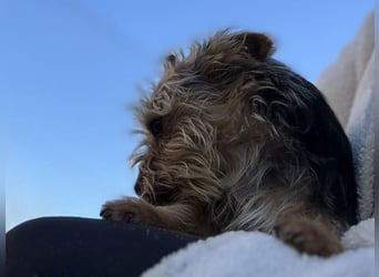 Mochi2 geb. 12/2024 (ESP) - neugieriger, anhänglicher und liebevoller, kleiner Yorkshire Terrier!