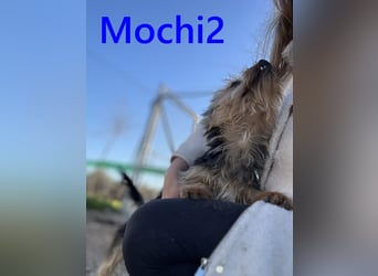 Mochi2 geb. 12/2024 (ESP) - neugieriger, anhänglicher und liebevoller, kleiner Yorkshire Terrier!