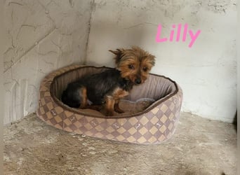 Lilly♥️ geb. 05/2023 (ESP) - ein ganz besonderer Hund sucht besondere Menschen!