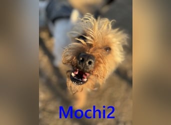 Mochi2 geb. 12/2024 (ESP) - neugieriger, anhänglicher und liebevoller, kleiner Yorkshire Terrier!