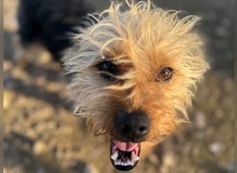 Mochi2 geb. 12/2024 (ESP) - neugieriger, anhänglicher und liebevoller, kleiner Yorkshire Terrier!