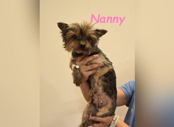 Nanny geb. 02/2014 (ESP) - goldige, liebevolle Hundeoma verdient endlich Liebe!