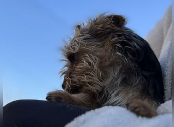Mochi2 geb. 12/2024 (ESP) - neugieriger, anhänglicher und liebevoller, kleiner Yorkshire Terrier!