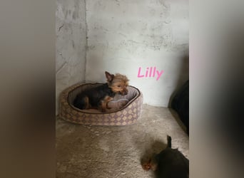 Lilly♥️ geb. 05/2023 (ESP) - ein ganz besonderer Hund sucht besondere Menschen!