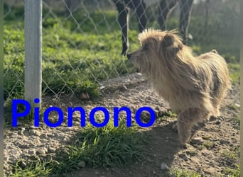Pionono geb. 01/2018 (ESP) - sanfter und geselliger, kleiner Yorkshire Terrier!