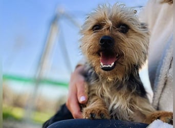 Mochi2 geb. 12/2024 (ESP) - neugieriger, anhänglicher und liebevoller, kleiner Yorkshire Terrier!