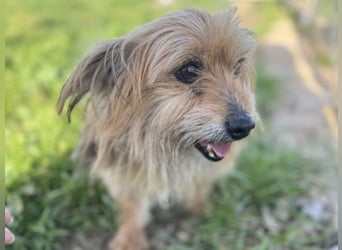 Pionono geb. 01/2018 (ESP) - sanfter und geselliger, kleiner Yorkshire Terrier!