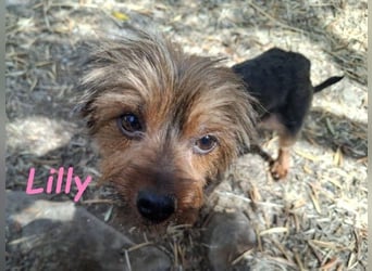 Lilly♥️ geb. 05/2023 (ESP) - ein ganz besonderer Hund sucht besondere Menschen!