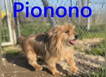 Pionono geb. 01/2018 (ESP) - sanfter und geselliger, kleiner Yorkshire Terrier!