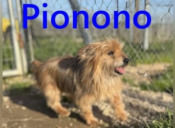Pionono geb. 01/2018 (ESP) - sanfter und geselliger, kleiner Yorkshire Terrier!