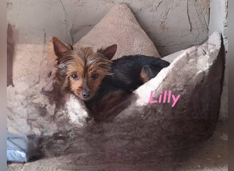 Lilly♥️ geb. 05/2023 (ESP) - ein ganz besonderer Hund sucht besondere Menschen!