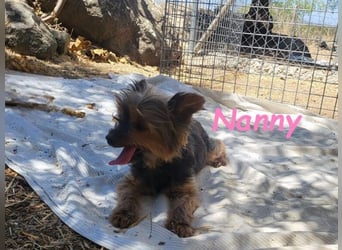 Nanny geb. 02/2014 (ESP) - goldige, liebevolle Hundeoma verdient endlich Liebe!