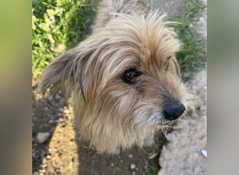 Pionono geb. 01/2018 (ESP) - sanfter und geselliger, kleiner Yorkshire Terrier!