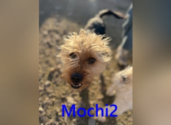 Mochi2 geb. 12/2024 (ESP) - neugieriger, anhänglicher und liebevoller, kleiner Yorkshire Terrier!