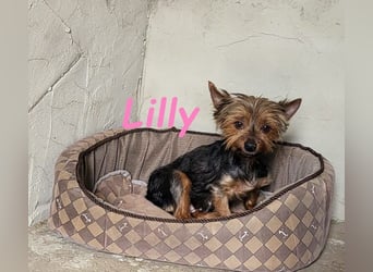 Lilly♥️ geb. 05/2023 (ESP) - ein ganz besonderer Hund sucht besondere Menschen!
