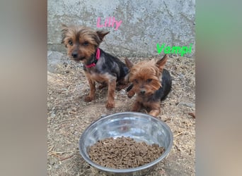 Lilly♥️ geb. 05/2023 (ESP) - ein ganz besonderer Hund sucht besondere Menschen!