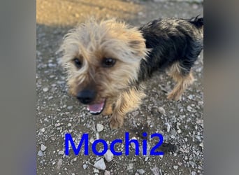 Mochi2 geb. 12/2024 (ESP) - neugieriger, anhänglicher und liebevoller, kleiner Yorkshire Terrier!
