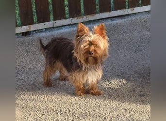 CHEWBACCA