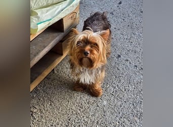 CHEWBACCA