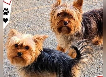 CHEWBACCA