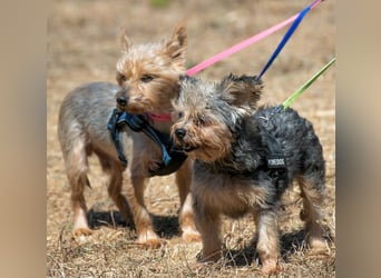 Nini und Neco - die Unzertrennlichen