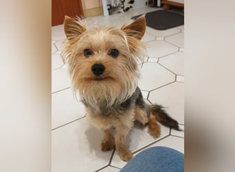 Freundlicher Yorkshire Terrier Rüde sucht liebevolles Heim