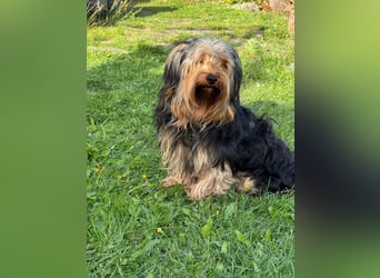 Morci junger aufgeweckter Yorkshire Mix geb. 20.09.2025