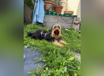 Morci junger aufgeweckter Yorkshire Mix geb. 20.09.2025