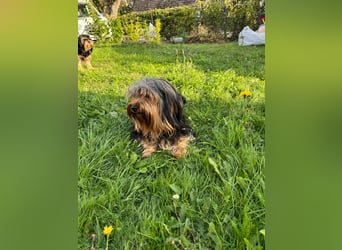 Morci junger aufgeweckter Yorkshire Mix geb. 20.09.2025