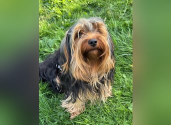 Morci junger aufgeweckter Yorkshire Mix geb. 20.09.2025