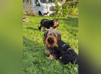 Morci junger aufgeweckter Yorkshire Mix geb. 20.09.2025