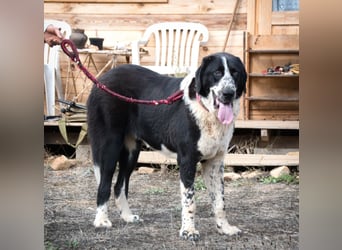 Devi – Stärke mit Sanftmut