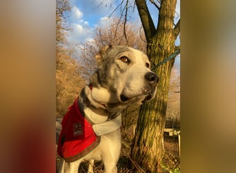 Daenerys - menschenbezogen, lieb