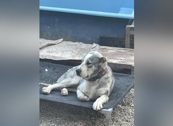 Daenerys - menschenbezogen, lieb