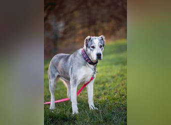 Daenerys - menschenbezogen, lieb