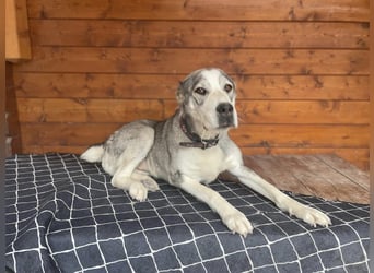 Daenerys - menschenbezogen, lieb